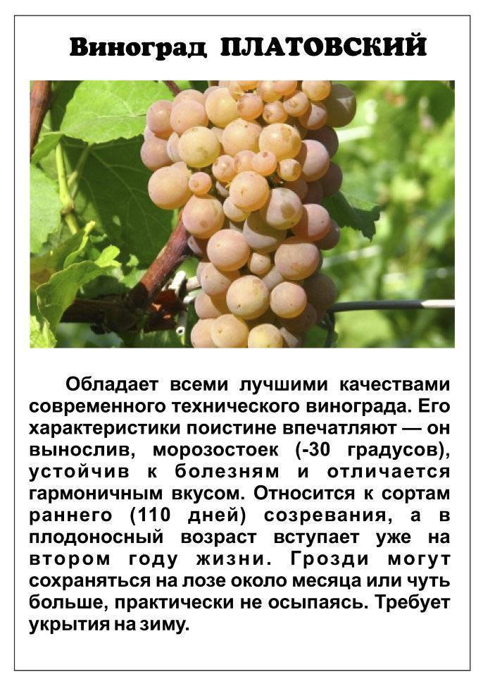 Описание сорта белого грузинского винограда ркацители | я люблю вино
