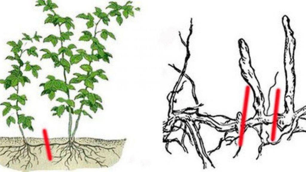 Малиновое дерево: размножение черенками, видео