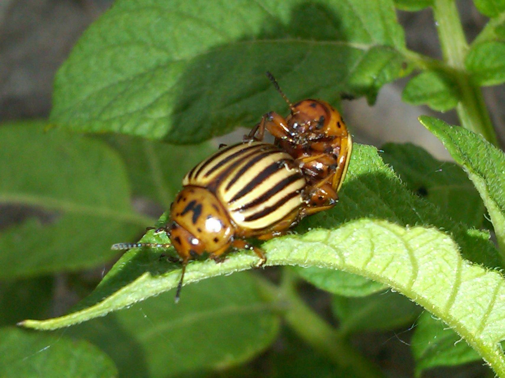 Кто ест колорадского жука: основные враги вредителя, видео и фото
