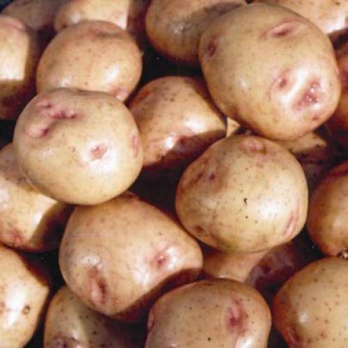 Сорт картофеля голубизна — рассыпчатый и ароматный!