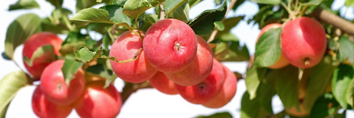 Сорта красных яблок – каталог 2022 года: описание и фото | огородникам инфо