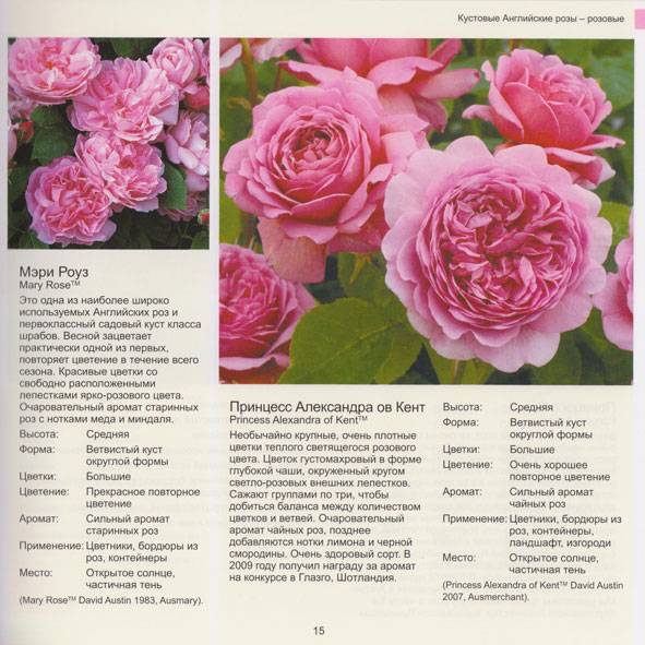 Глория дей роза - описание, награды сорта, плюсы и минусы, выращивание