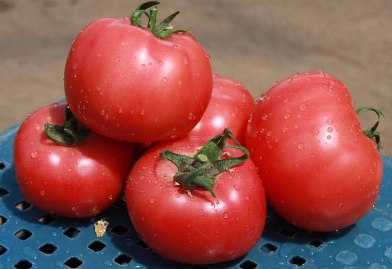 Описание томата семейный f1 и агротехника выращивания гибридного сорта