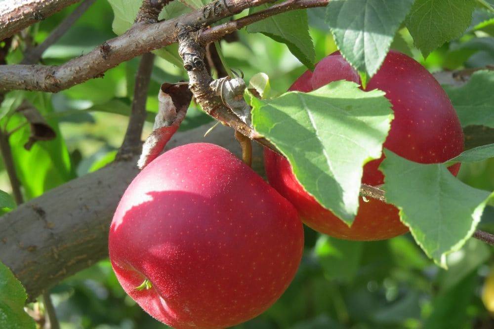Яблоки пепин шафранный: подробное описание сорта, фото, отзывы