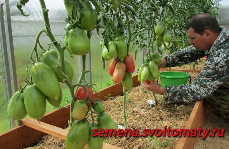 Семена томат ослиные уши золотые: описание сорта, фото