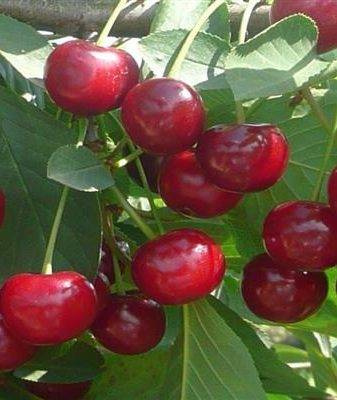 Гибрид черёмухи и вишни: виды, описание, правила выращивания, лучшие сорта, фото, видео