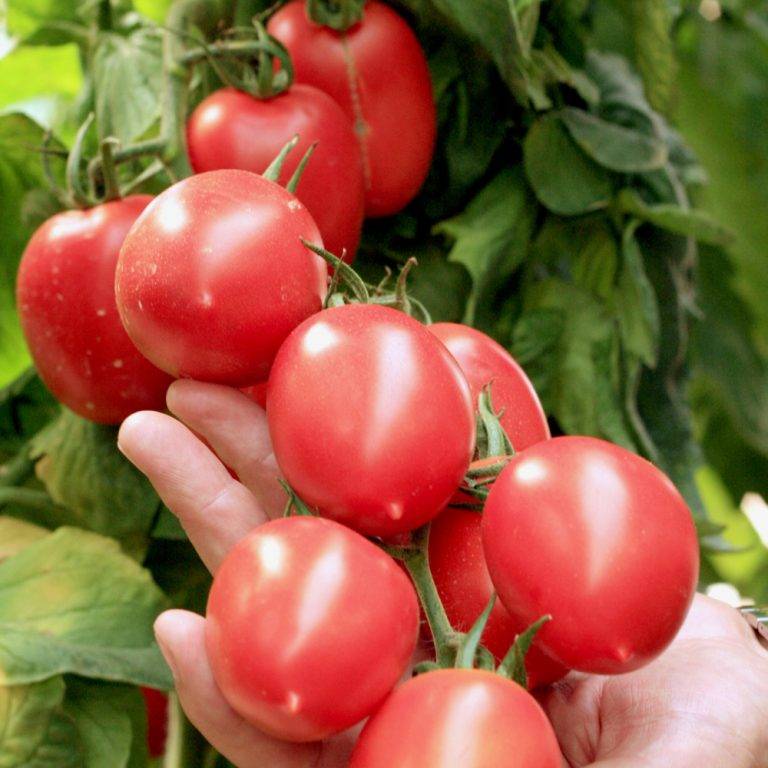 "французкий гроздевой" томат: описание, выращивание, уход, фото