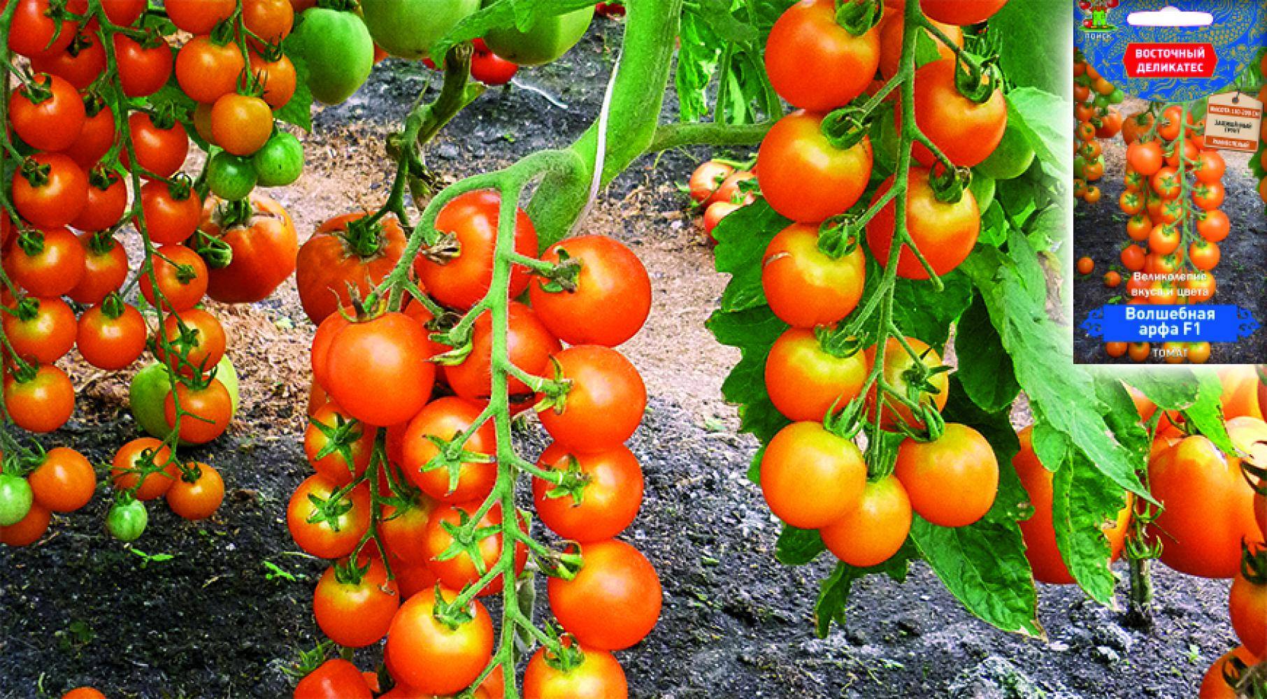Сорт томат рапунцель
