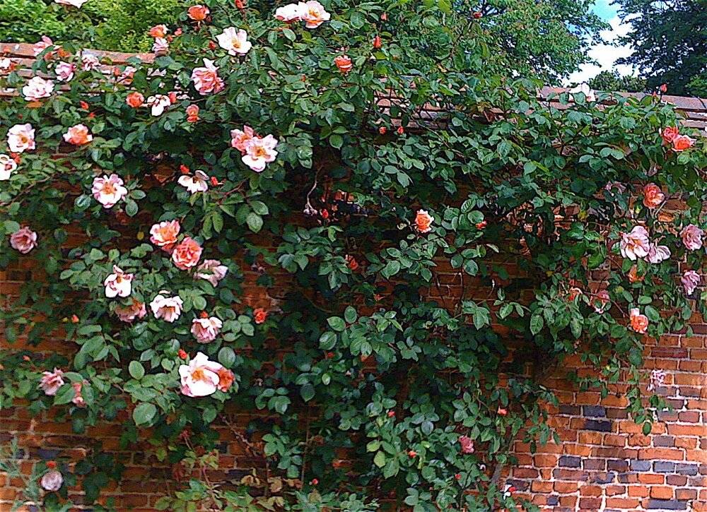 Плетистая роза сантана: описание сорта, фото в саду, отзывы