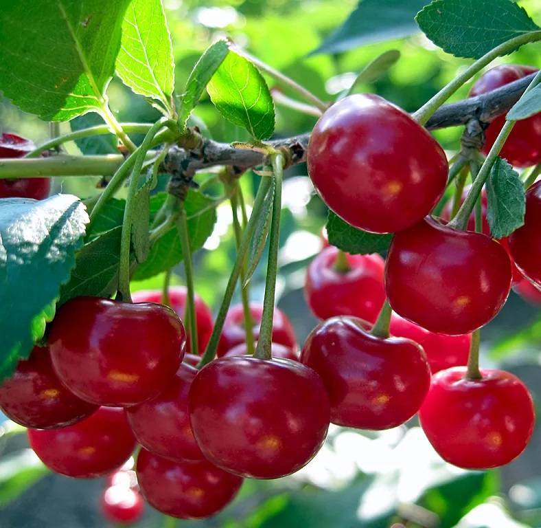 Сорт вишни шпанка – гарантия раннего и богатого урожая