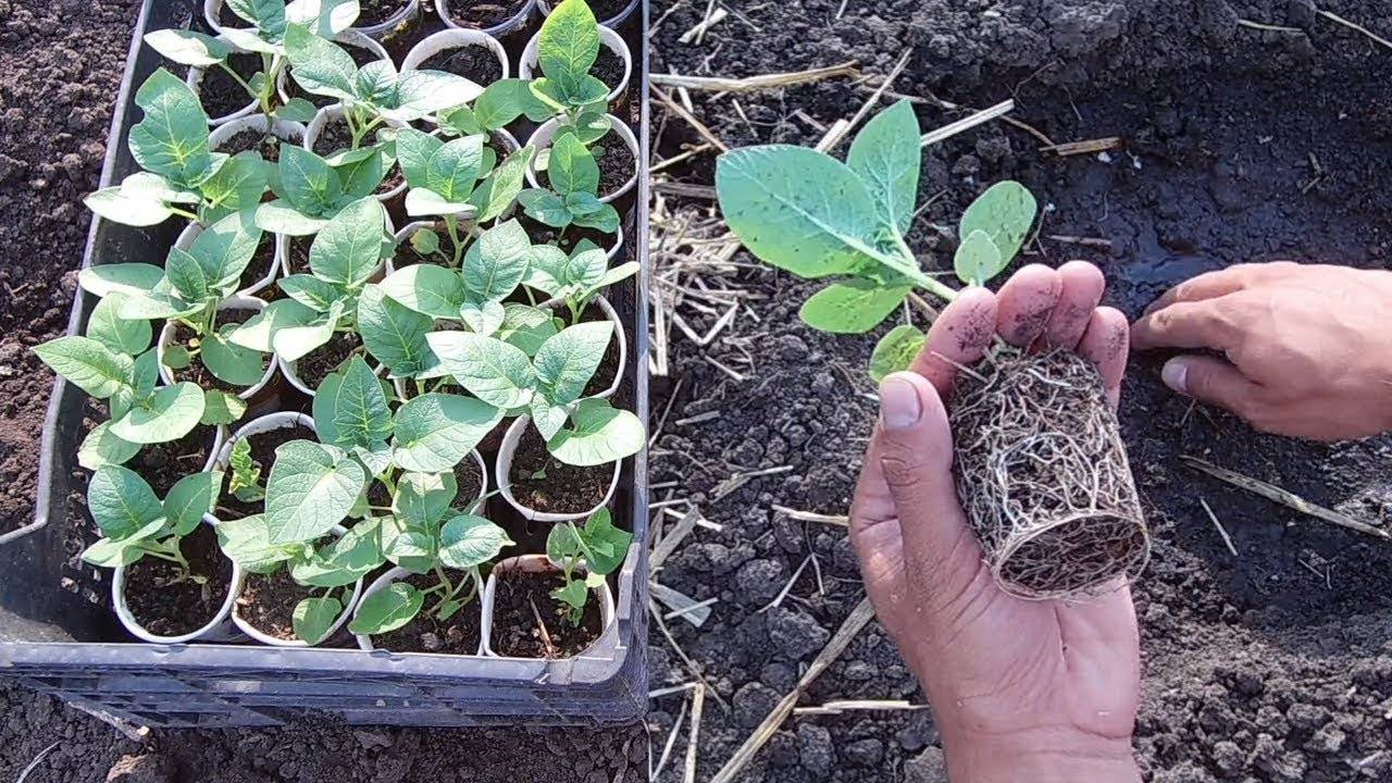 Рассада картофеля: зачем выращивать картошку из семян, мастер-класс по посеву
