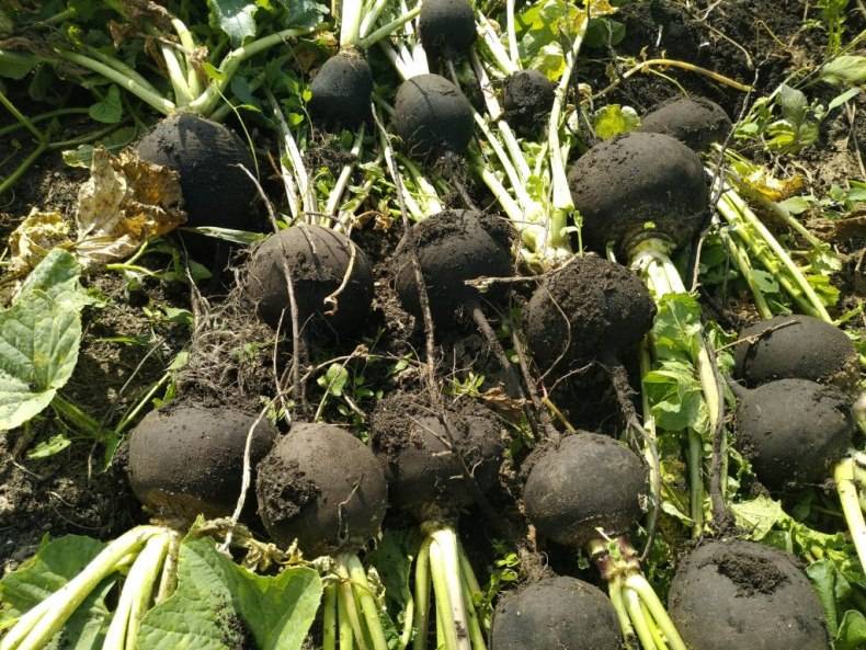 Редька черная: посадка и уход в открытом грунте, особенности выращивания, сроки посадки - как вырастить и выращивать