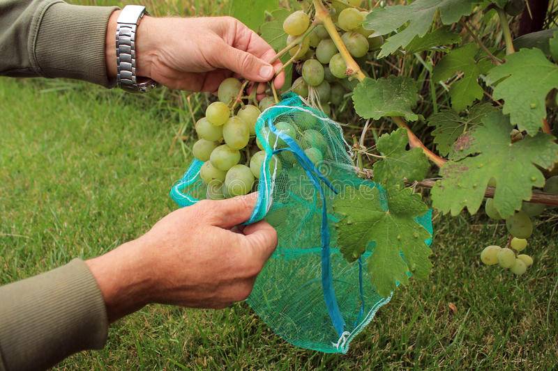 Защитные мешочки для гроздей винограда от ос: преимущества и как работают