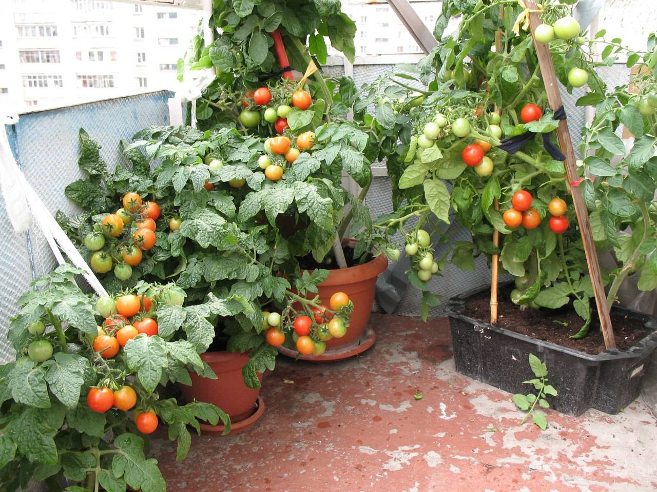 Как вырастить помидоры черри на балконе: лучшие сорта