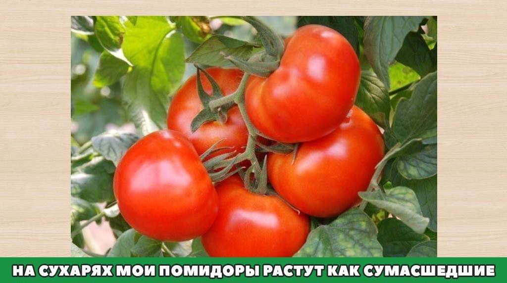 Сорт с широким кругом использования — томат гилгал f1: описание помидоров и их характеристики