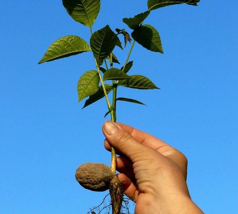 Как праильно посадить грецкий орех: семенами, саженец