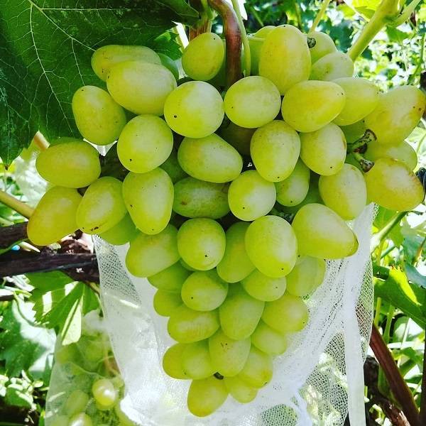 Виноград каталония: описание сорта, фото, отзывы, характеристики и технология выращивания