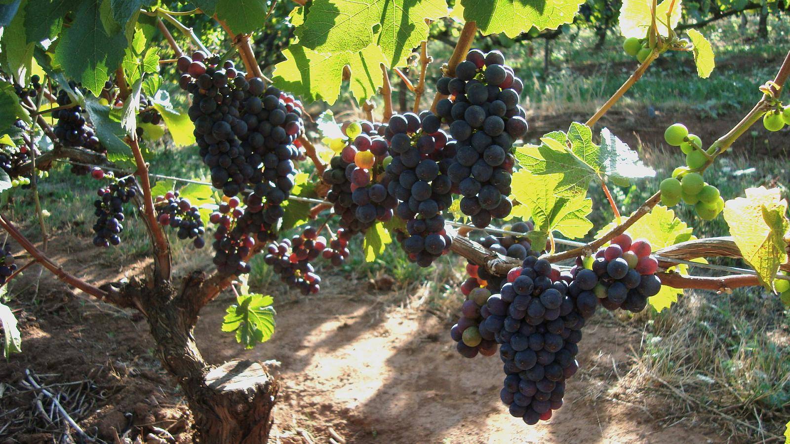 Виноград пино нуар: описание сорта, фото, отзывы