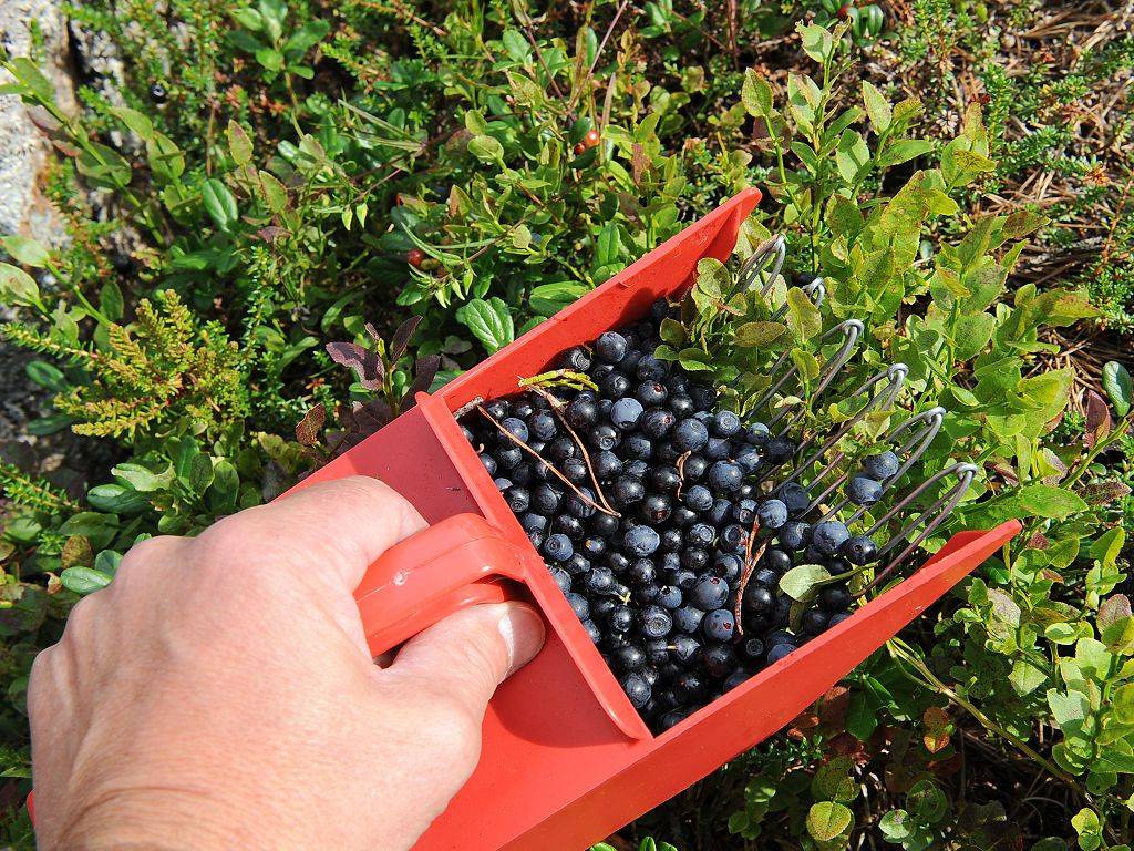 Когда собирать черную или красную смородину, как быстро созревают ягоды