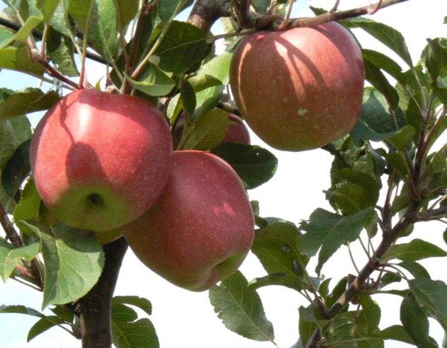 Яблоня глостер: описание сорта, опылители, характеристика вкуса плодов, морозостойкость и другие качества, отзывы садоводов, фото