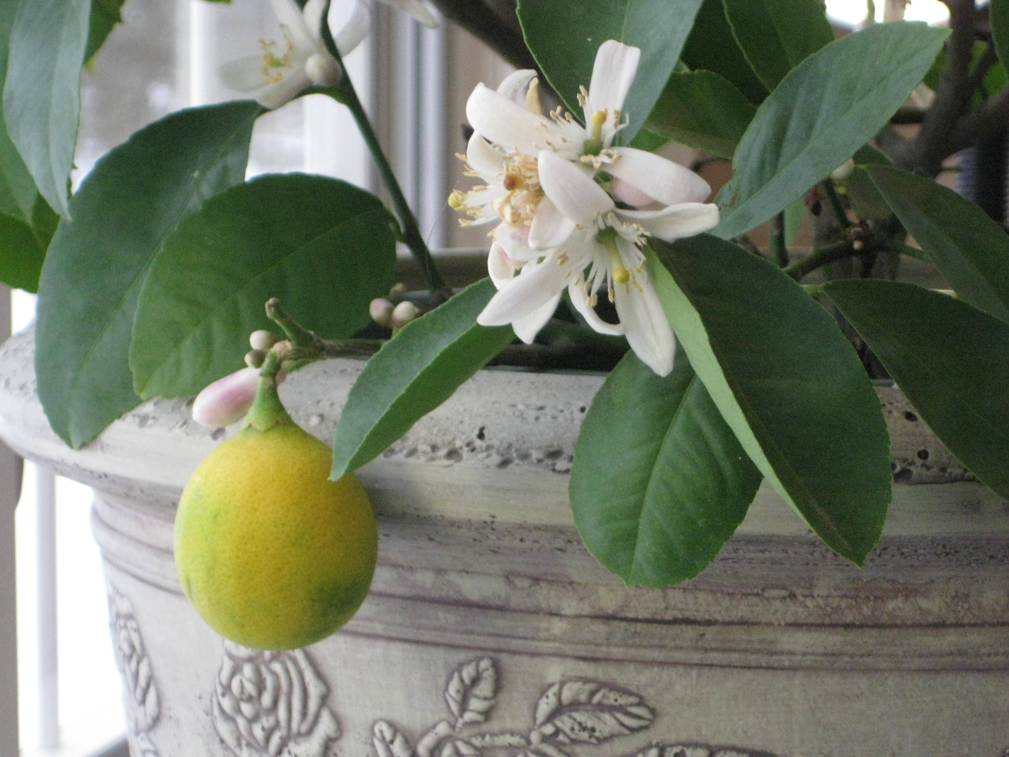 Комнатный лимон: особенности выращивания, описание с фото, стимуляция цветения и плодоношения