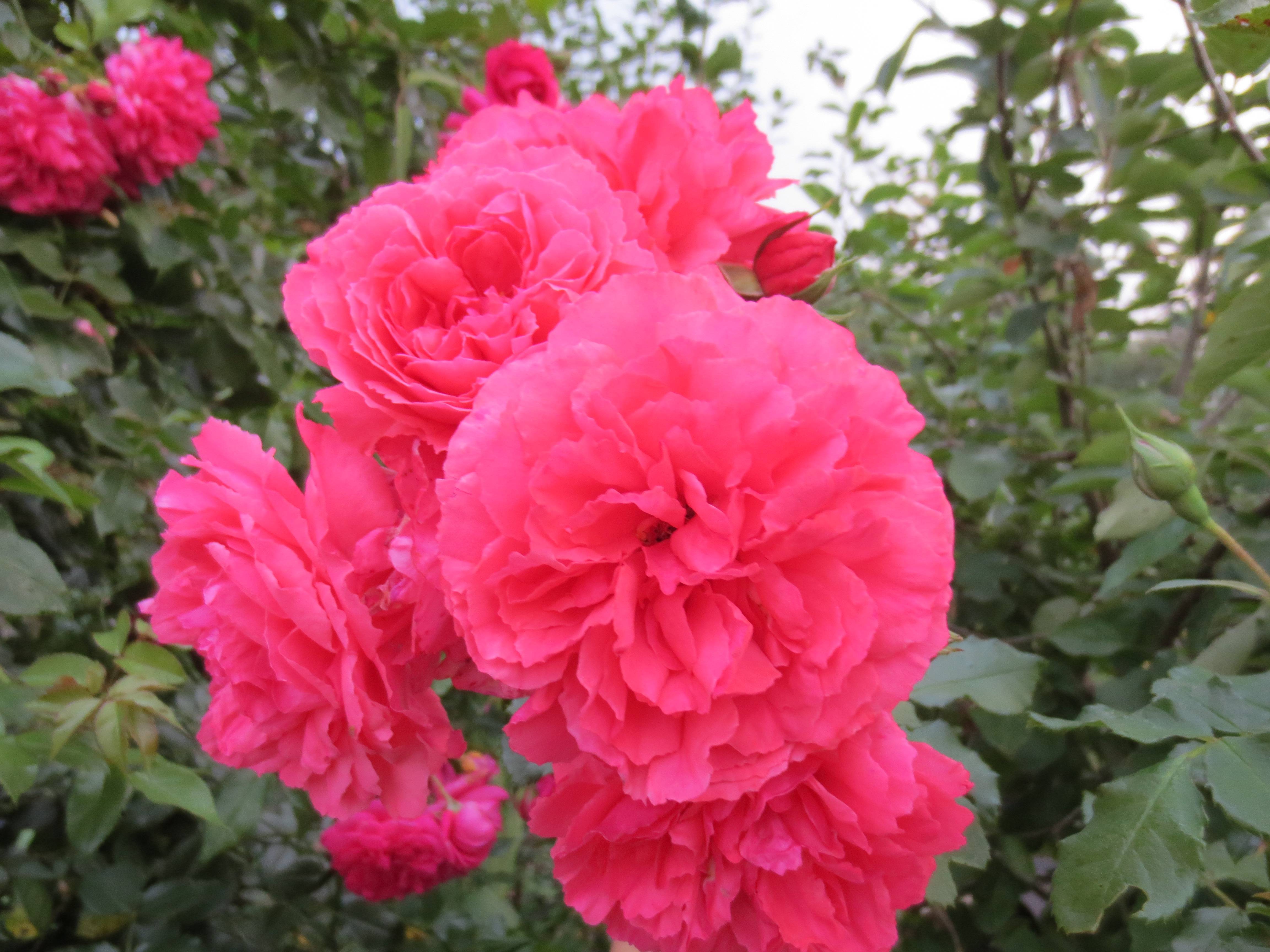 Описание и характеристика розы сорта Розариум Ютерсен, ее посадка и уход