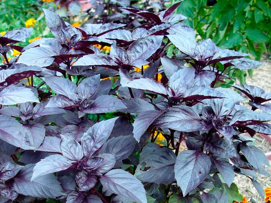 Базилик фиолетовый овощной: выращивание из семян, посадка и уход пряной травы ереванский цвета, как выглядят и польза армянского