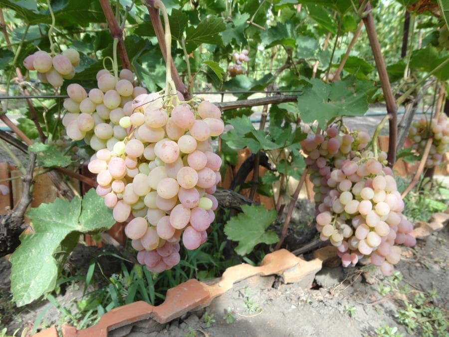 Красивый виноград с долгим сроком хранения — «тайфи»