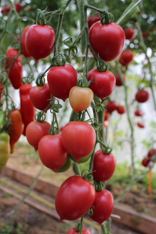Томат сызранка: описание сорта, фото и отзывы об урожайности помидоров, характеристика куста