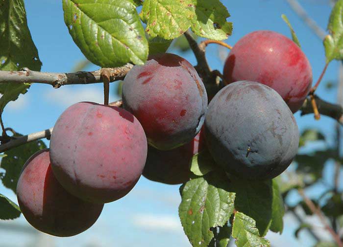 Слива сорта персиковая: особенности посадки и агротехники