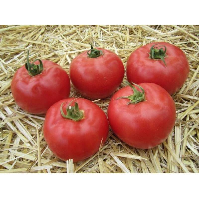 Томат афина f1: отзывы об урожайности и фото, характеристика и описание сорта, схема посадки помидоров в теплице