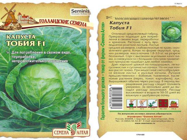 Высокоурожайный сорт капусты «белорусская»: описание и характеристика