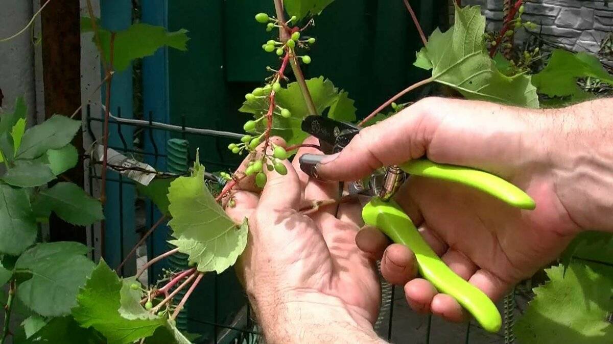 Почему виноград не плодоносит и не цветет