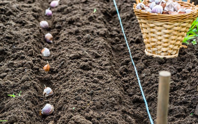 Как подготовить грядку под посадку чеснока осенью – 4 сезона огородника