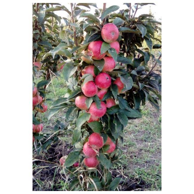 Колоновидные плодовые деревья: сорта. описание и посадка
