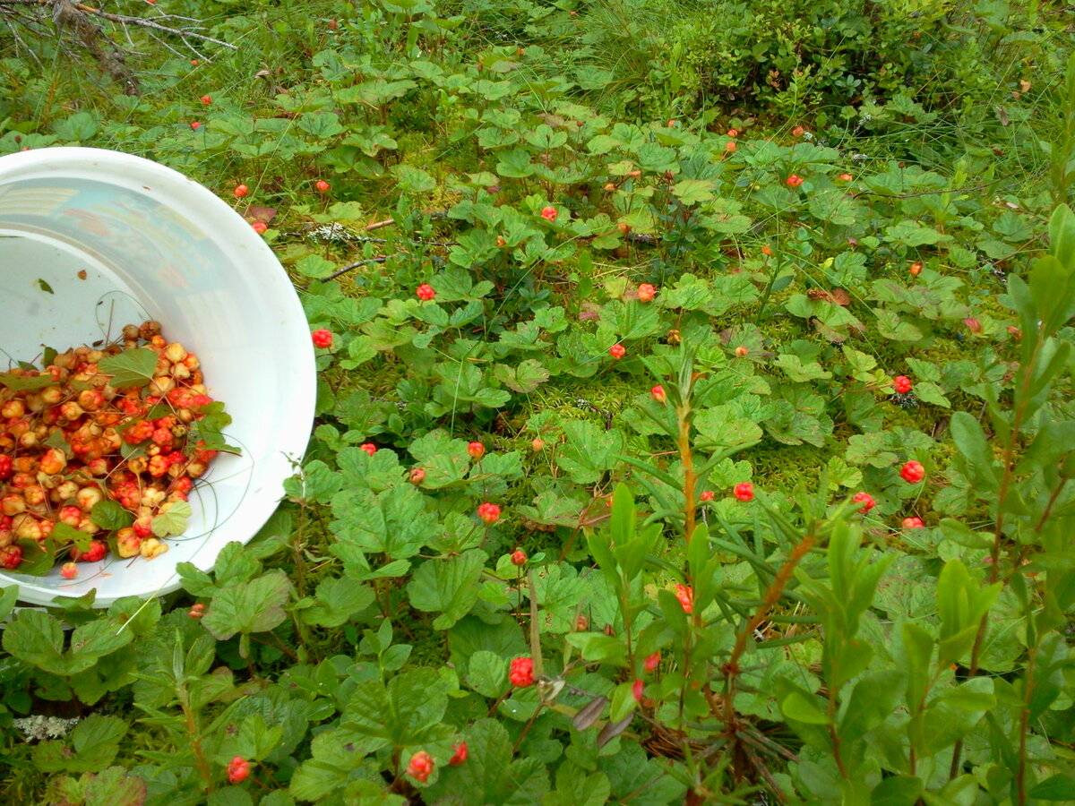 Морошка - съедобные ягоды и их лечебные свойства. противопоказания к их применению (150 фото + видео)