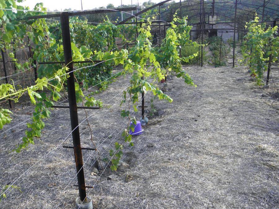 Шпалера для винограда - делаем своими руками