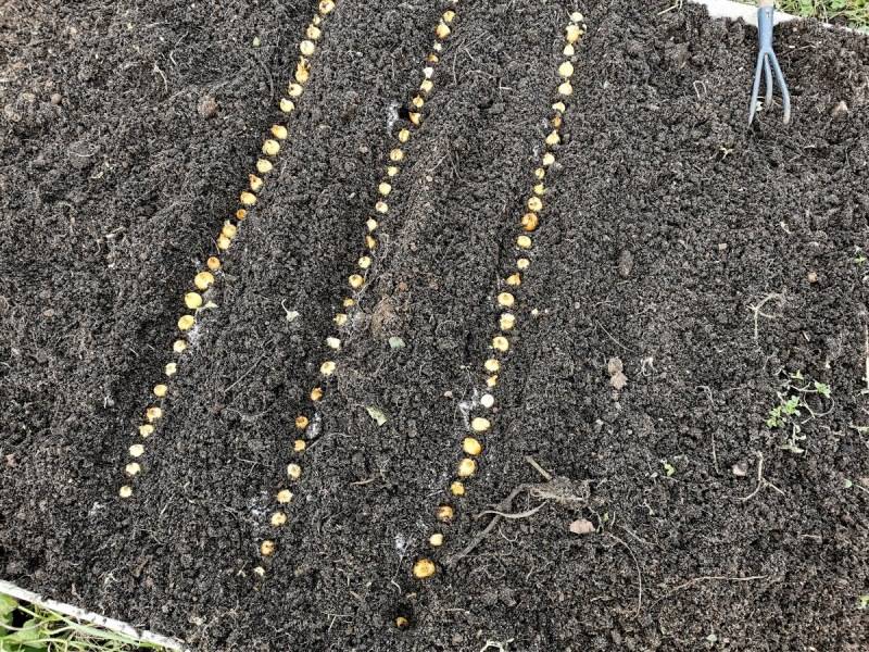 Выращивание рассады лука или как получить репку за один сезон