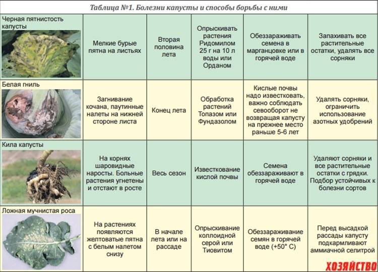 ᐉ болезни цветной капусты: фото, описание и лечение - zooon.ru
