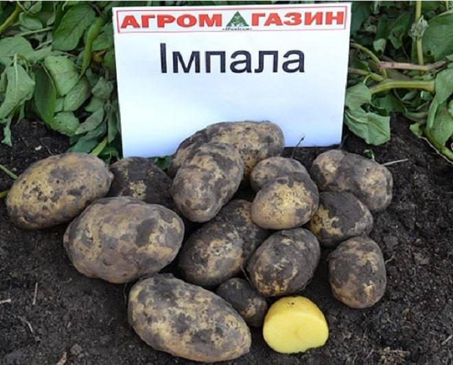 Картофель «импала»: описание сорта, посадка, уход и выращивание :: syl.ru