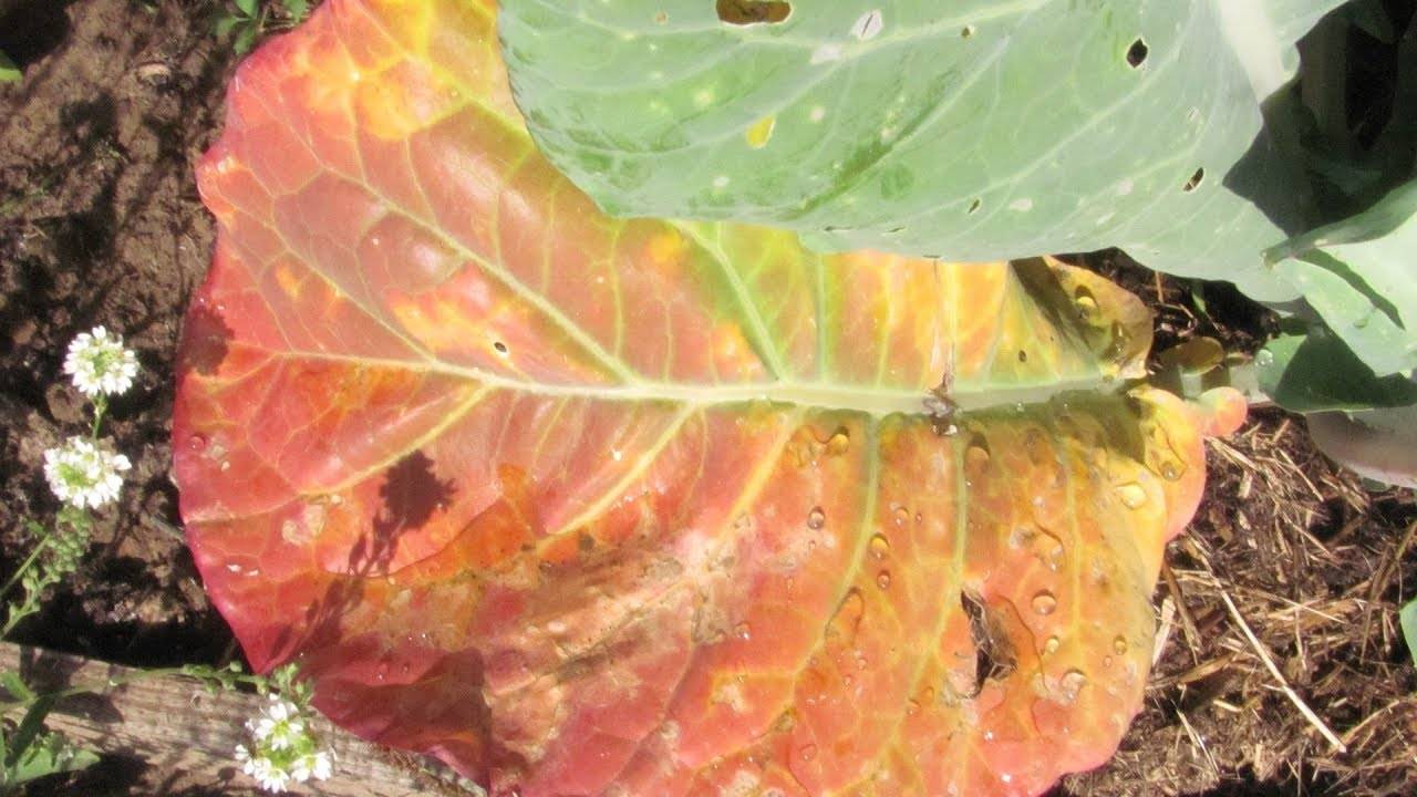 Причины, почему у капусты краснеют листья и что с этим делать