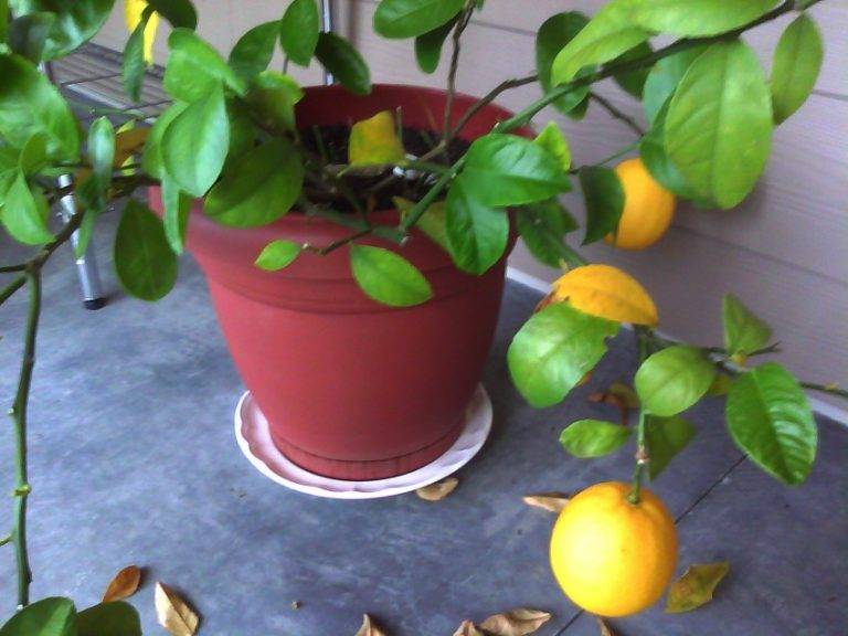 Как заставить лимон цвести