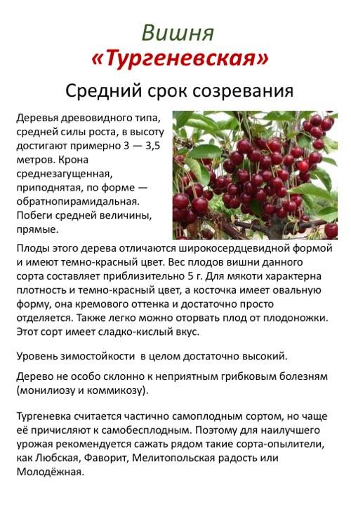 Характеристика и описание вишни сорта Тургеневка, посадка и уход