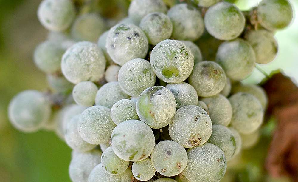 Серая гниль на винограде: чем и когда обработать, причины, что делать, методы лечения