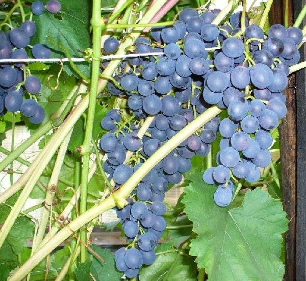 Виноград агат донской: описание сорта, уход и выращивание, отзывы и фото