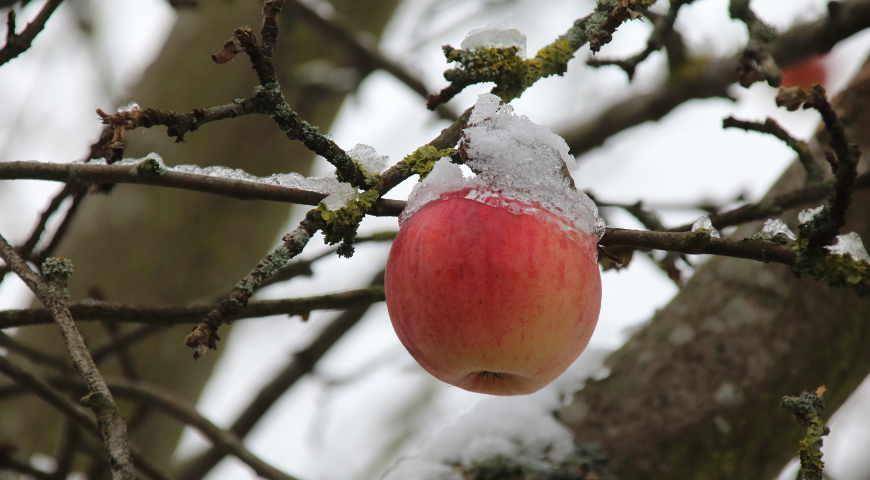 Описание и характеристики яблони сорта горнист, посадка, выращивание и уход