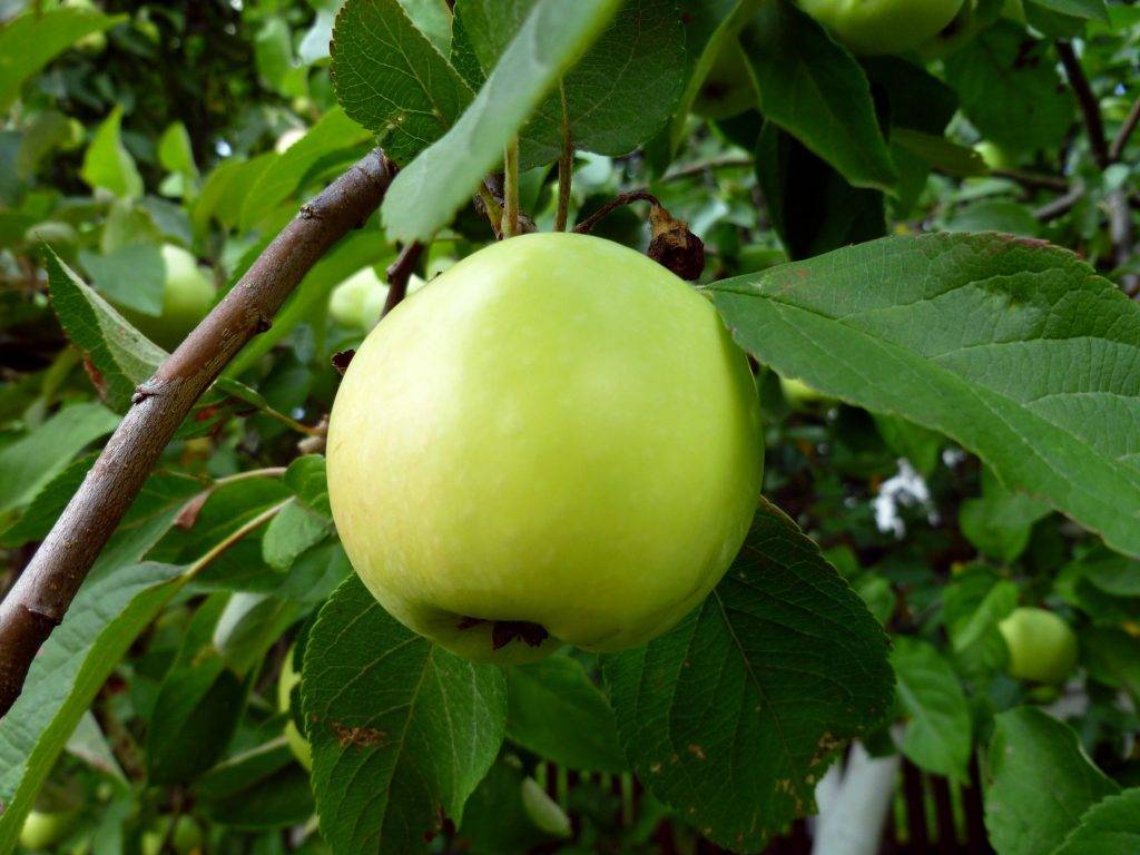 Сорт яблони голден фото и описание