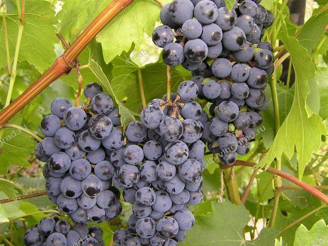 Методология выращивания виноградной лозы сорта зилга