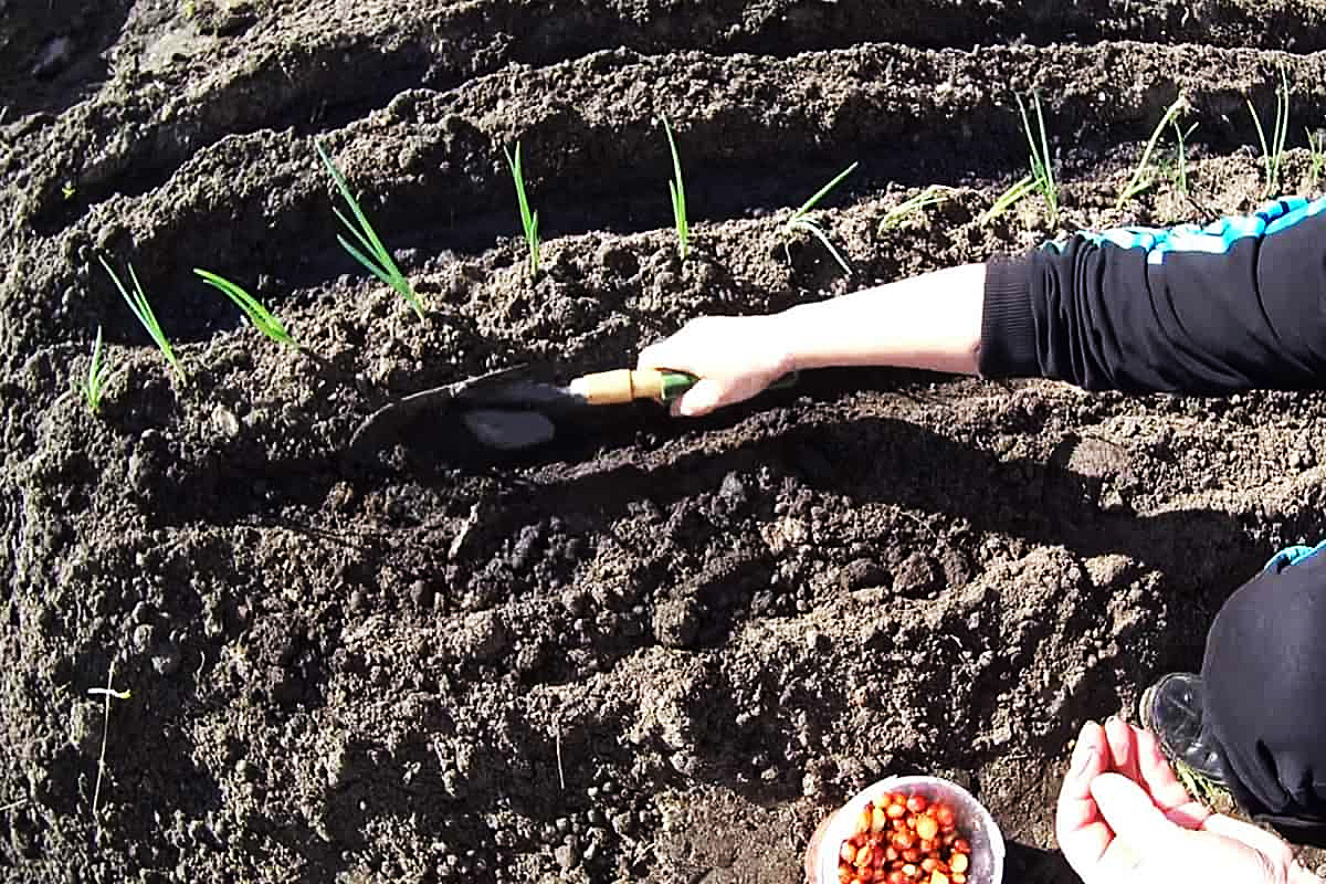 Как вырастить крупный лук в открытом грунте, методы посадки и рекомендации по уходу за растением
