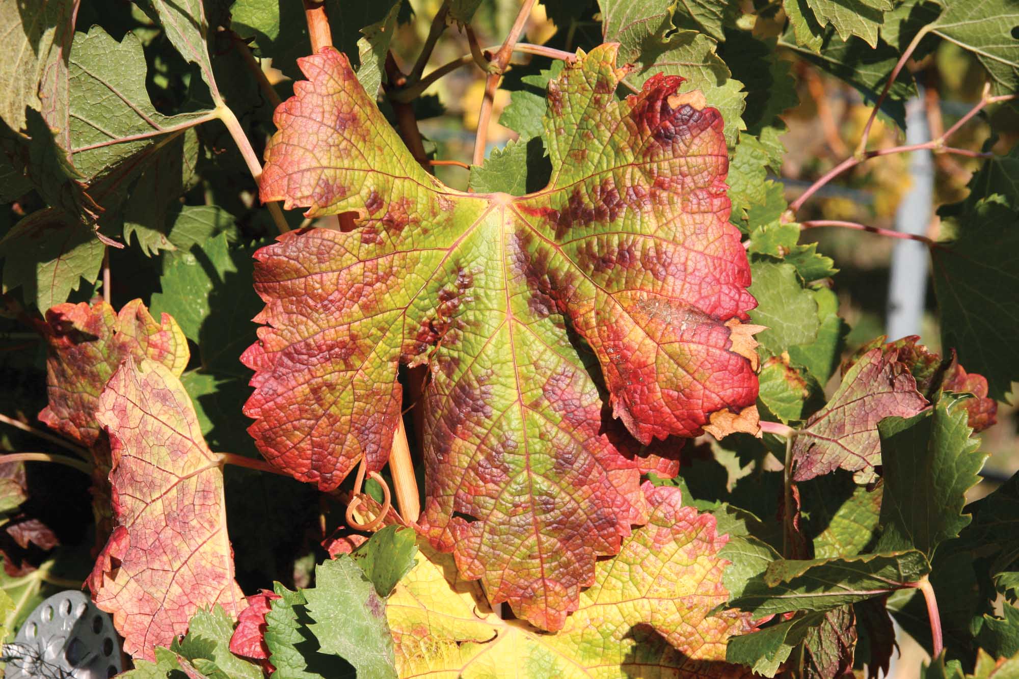 На листьях винограда красные пятна: причины, что делать и чем обработать, правила борьбы